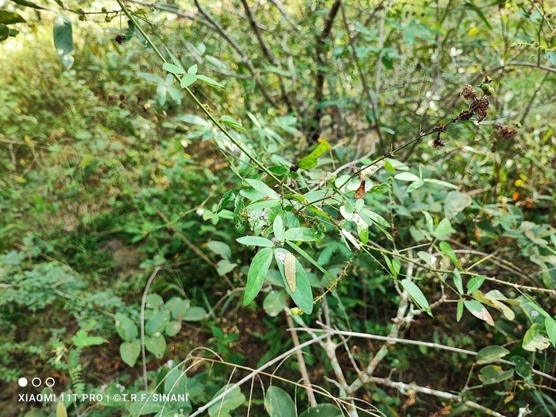 Mimosa sensibilis photo 4