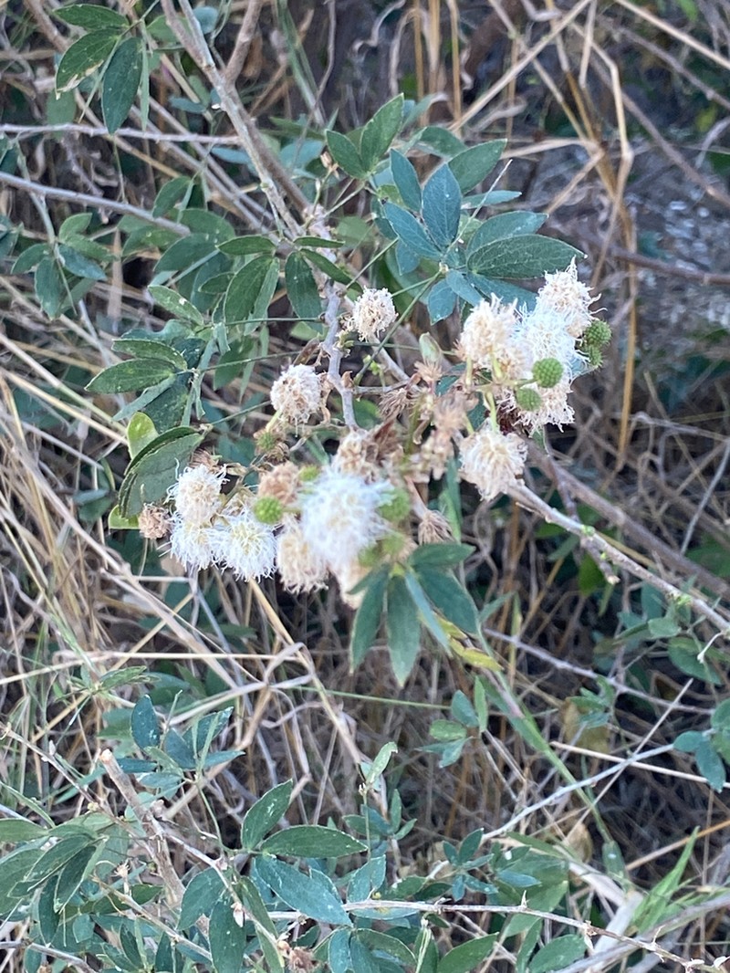 Mimosa sensibilis photo 5