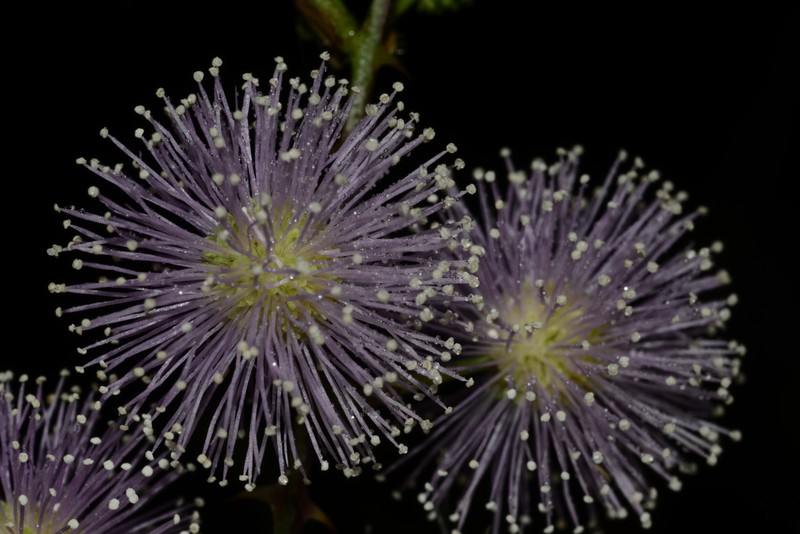 Mimosa sensibilis photo 7