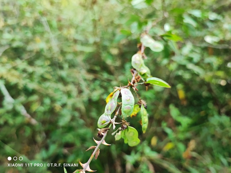 Mimosa sensibilis photo 8