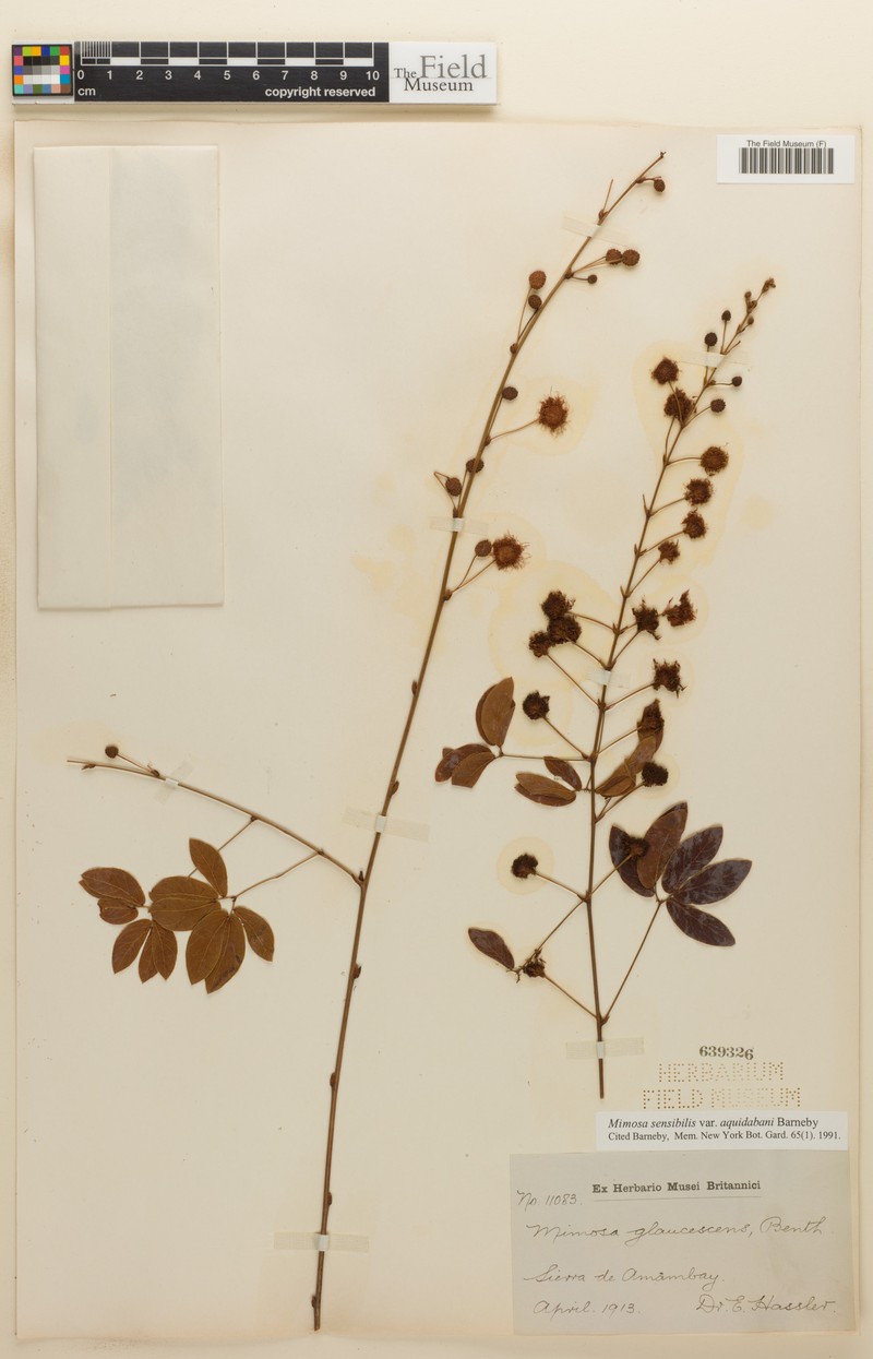 Mimosa sensibilis var. aquidabani