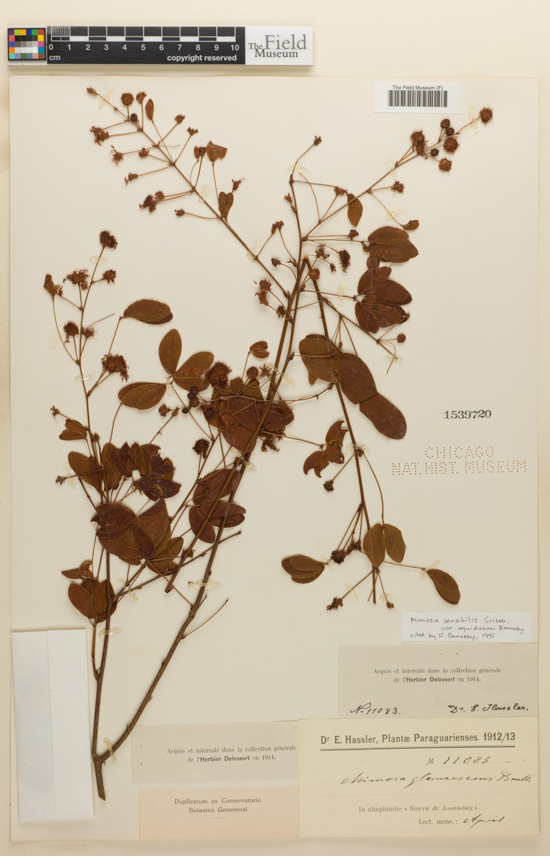 Mimosa sensibilis var. aquidabani photo 2