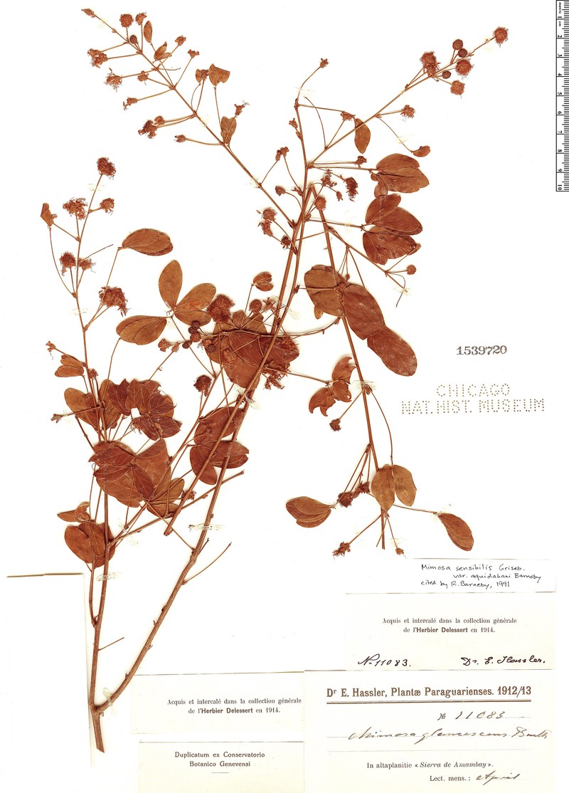 Mimosa sensibilis var. aquidabani photo 3