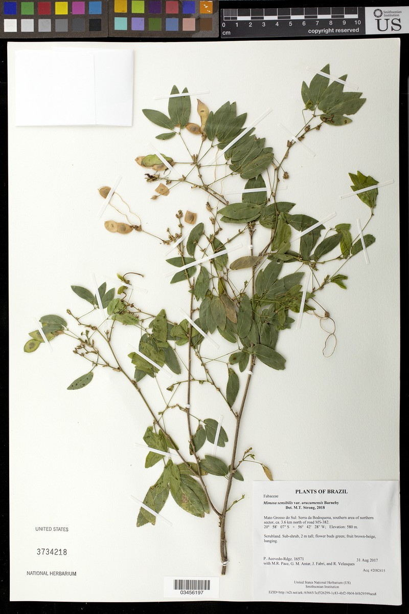 Mimosa sensibilis var. urucumensis