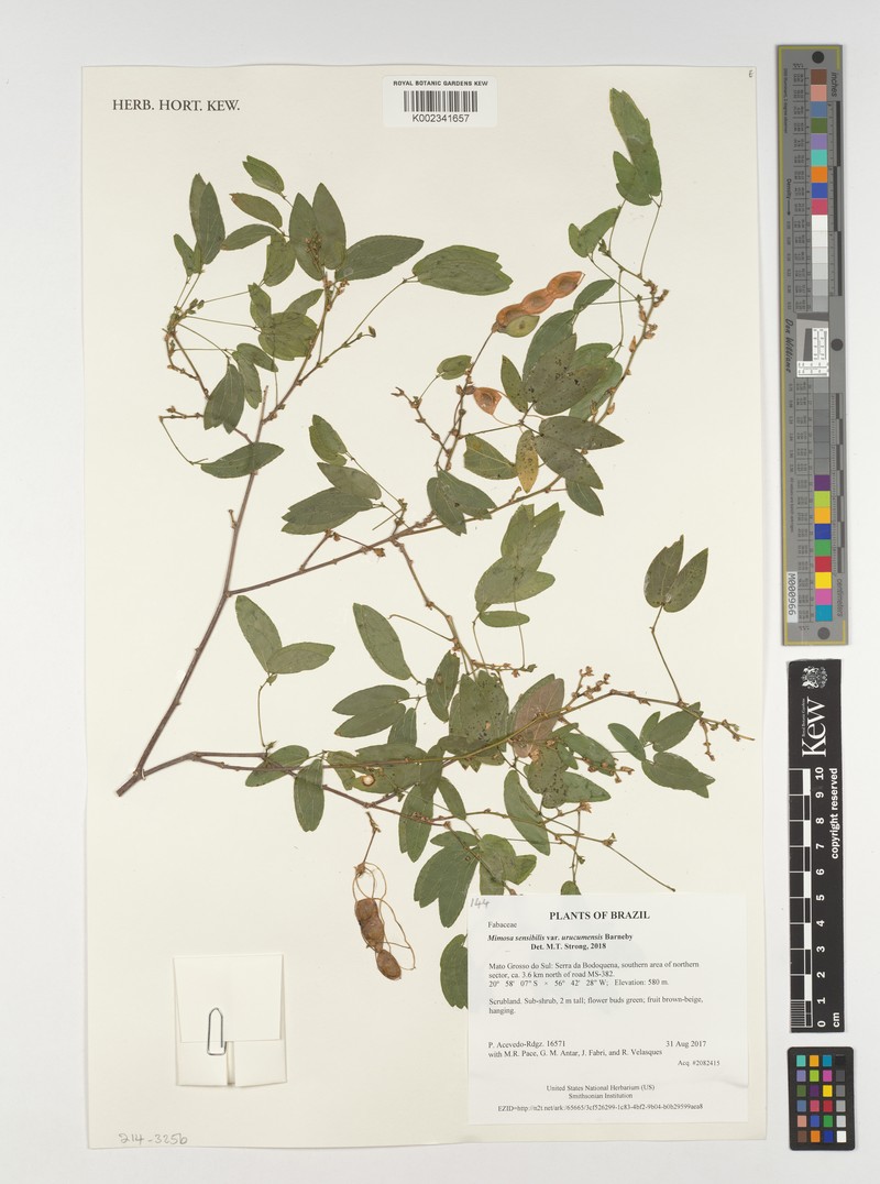 Mimosa sensibilis var. urucumensis photo 2