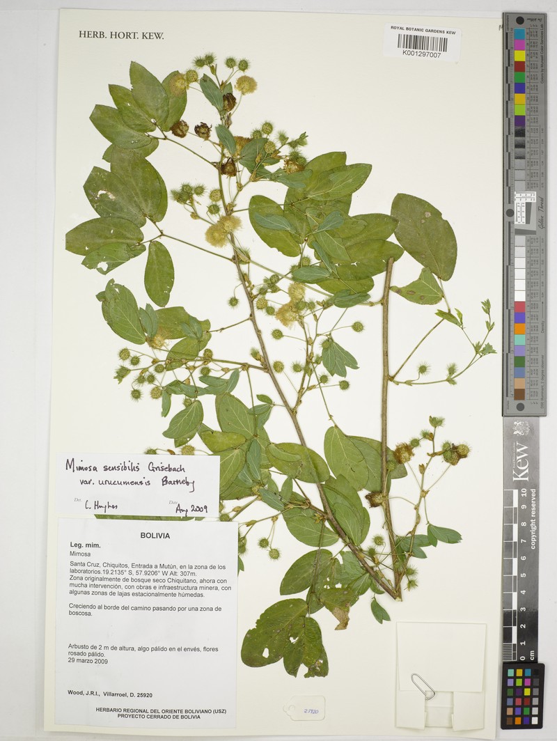 Mimosa sensibilis var. urucumensis photo 3