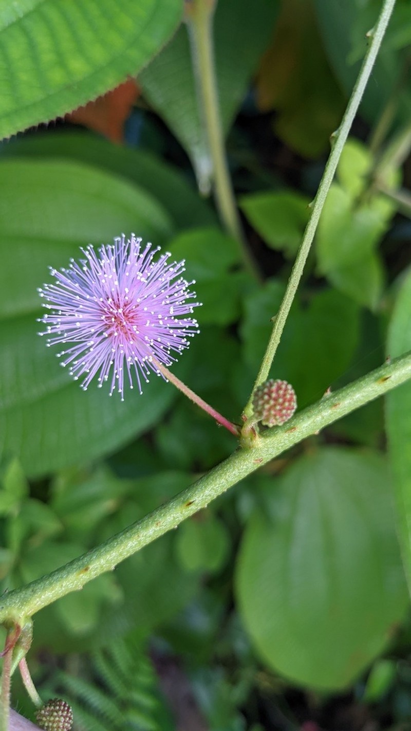 Mimosa sensitiva