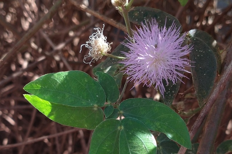 Mimosa sensitiva photo 2