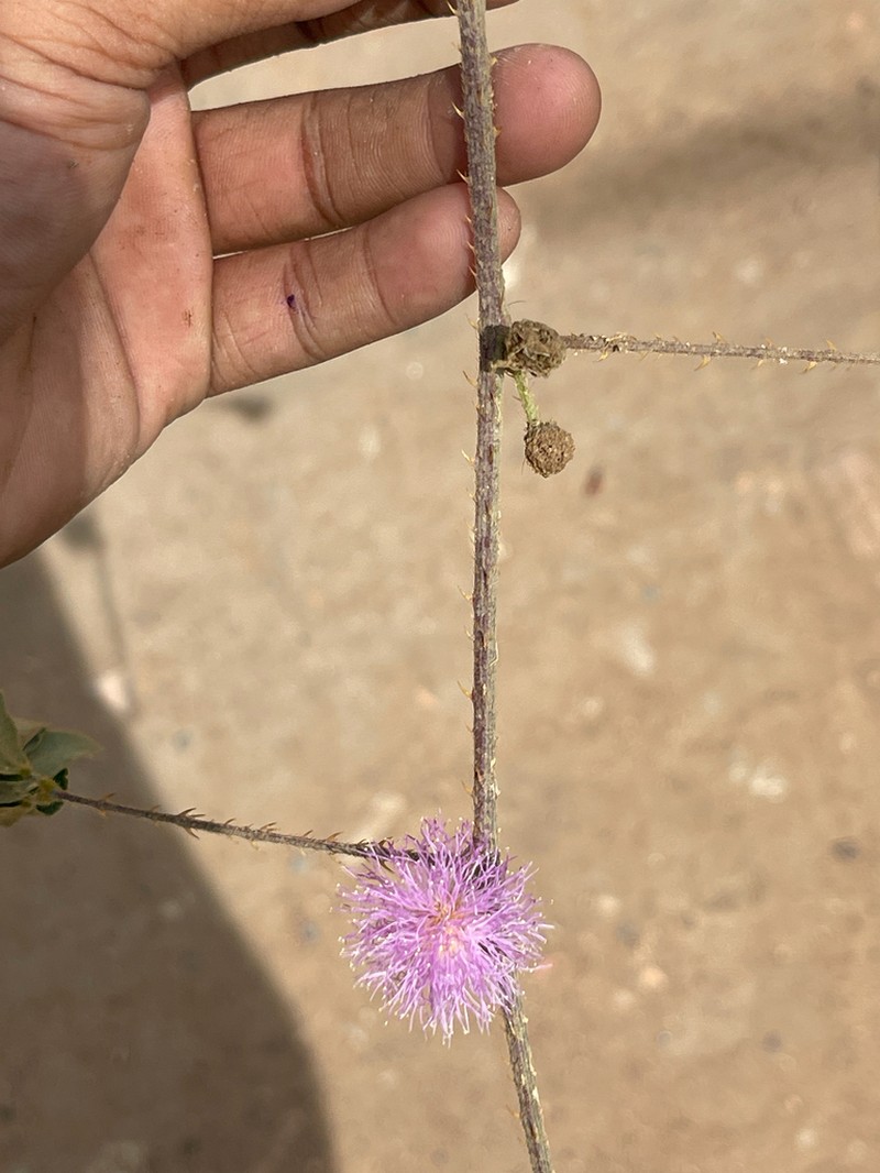 Mimosa sensitiva photo 3