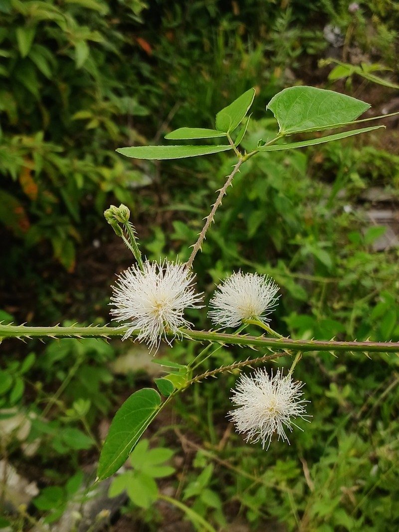 Mimosa sensitiva photo 4
