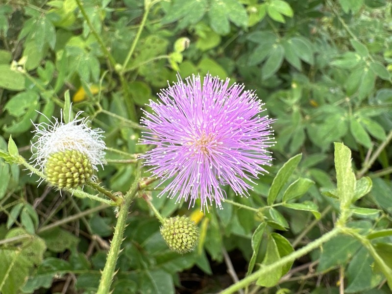 Mimosa sensitiva photo 5