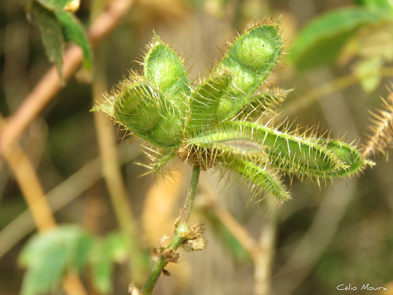 Mimosa sensitiva photo 6