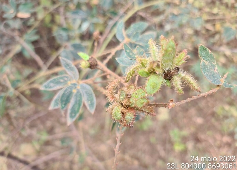 Mimosa sensitiva photo 7