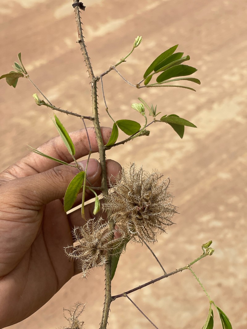 Mimosa sensitiva photo 8