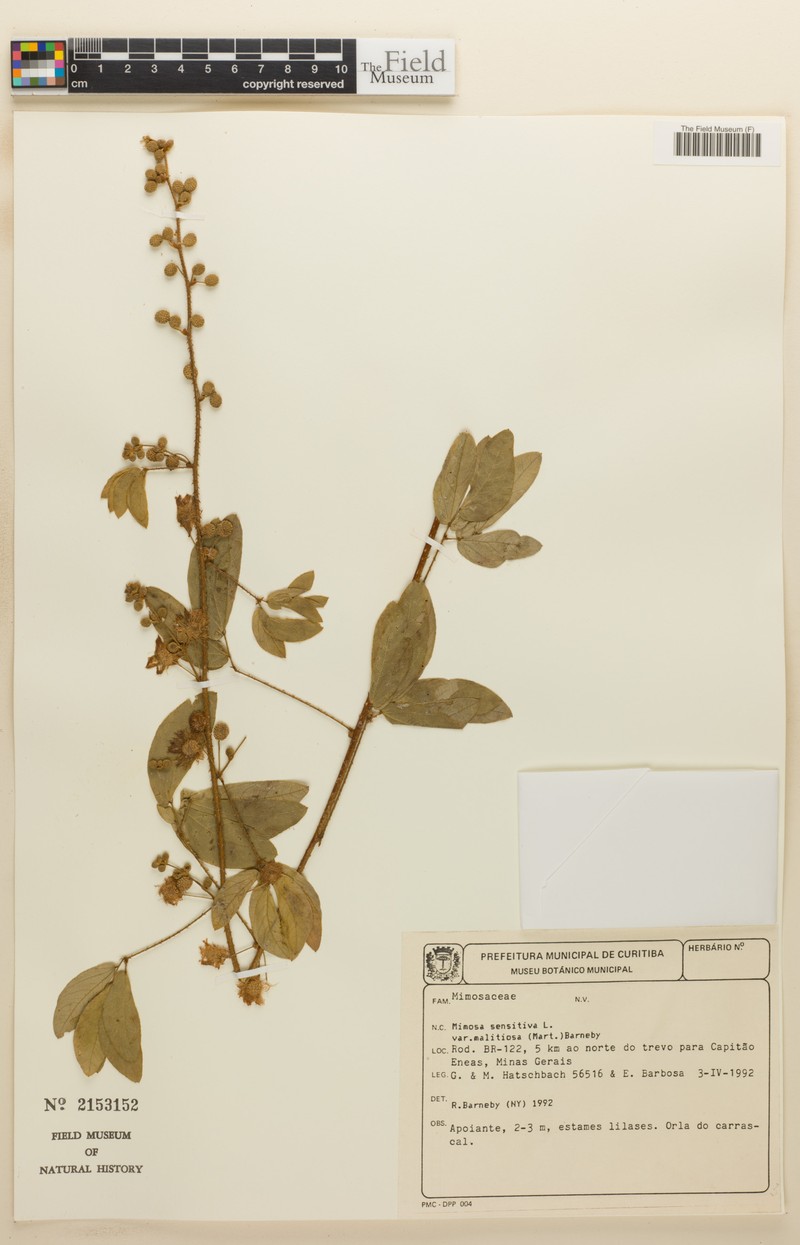 Mimosa sensitiva var. malitiosa