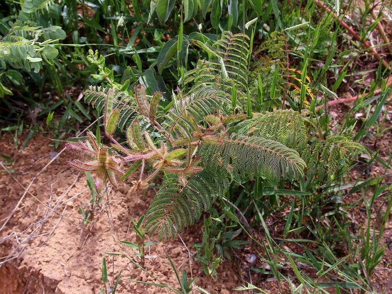 Mimosa setosa