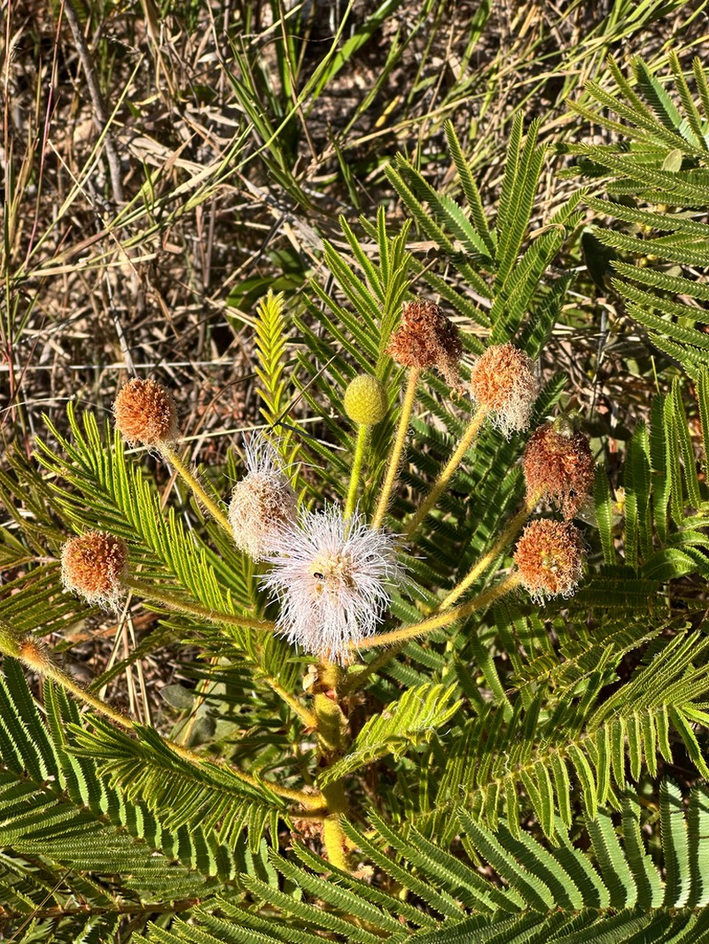 Mimosa setosa photo 2