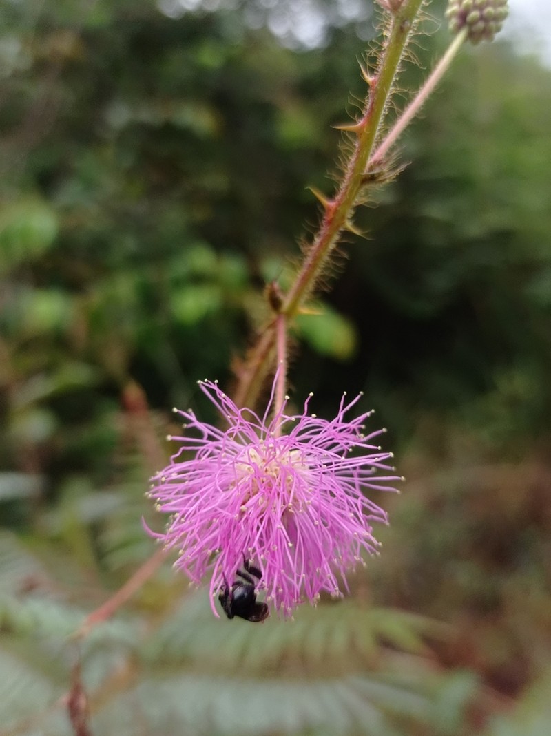 Mimosa setosa photo 3