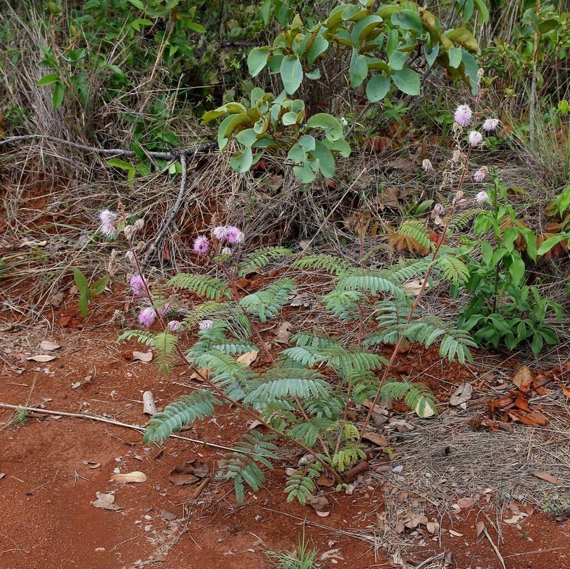 Mimosa setosa photo 4