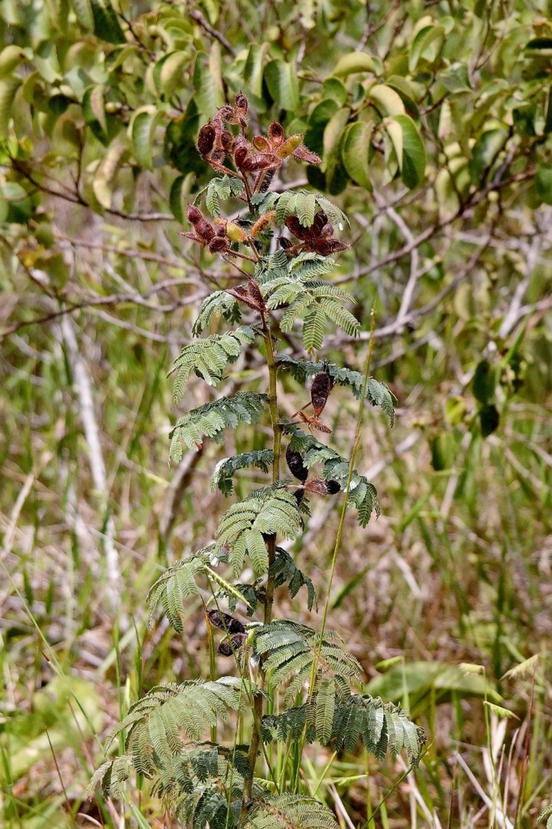 Mimosa setosa photo 5