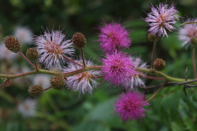 Mimosa setosa photo 6