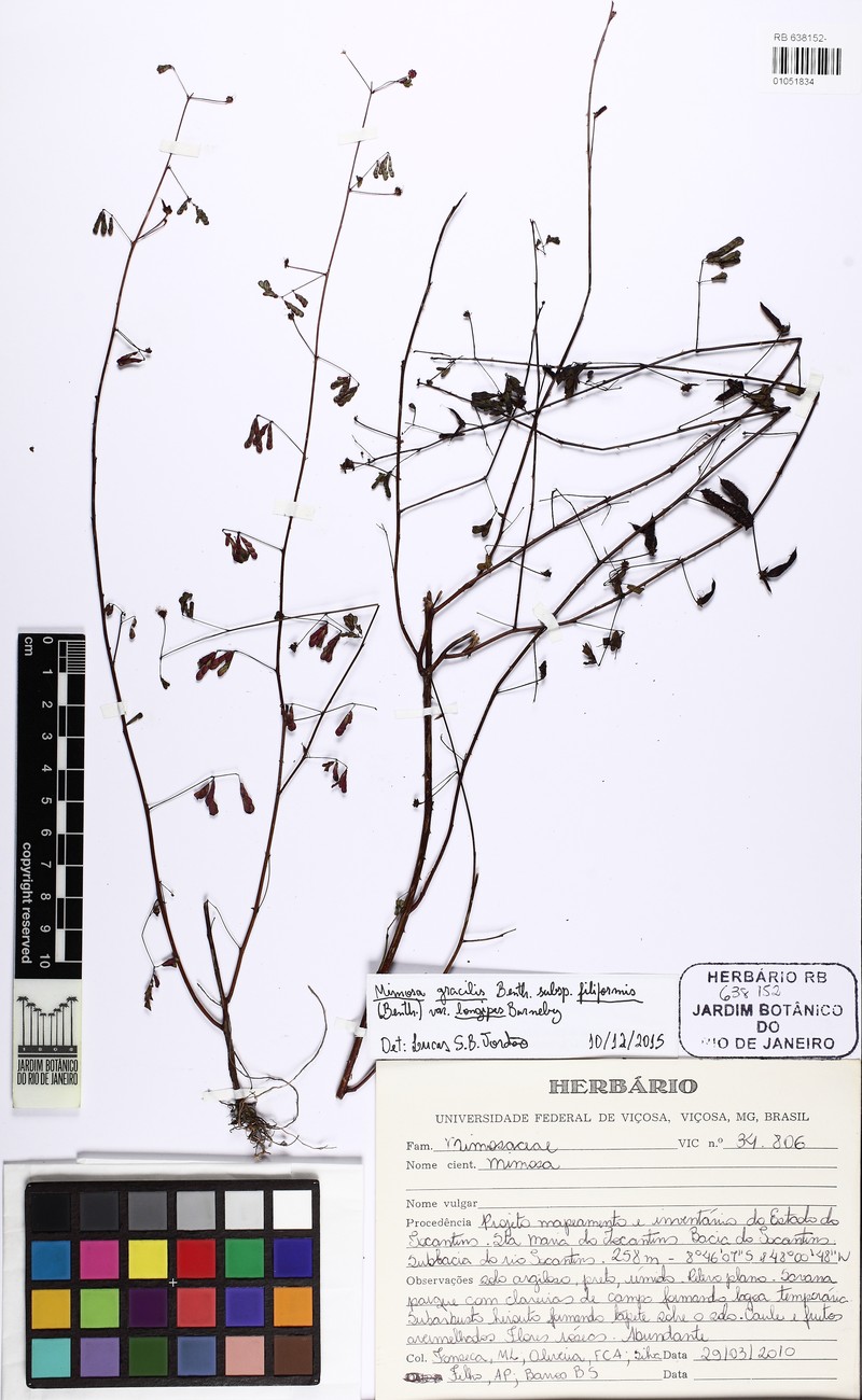 Mimosa sevilhae
