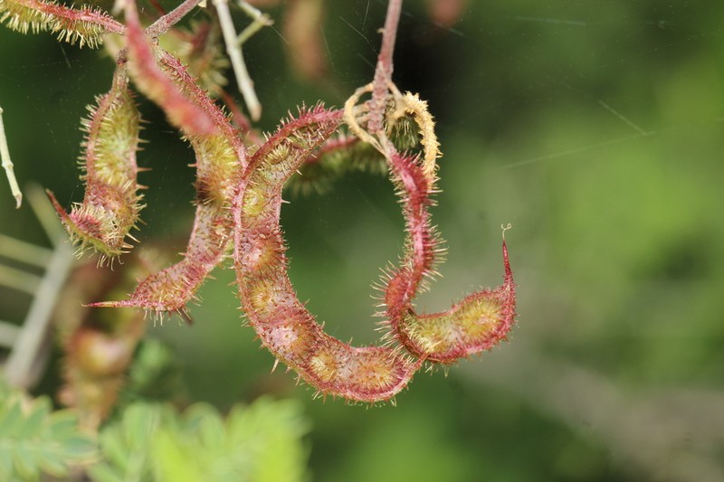 Mimosa similis