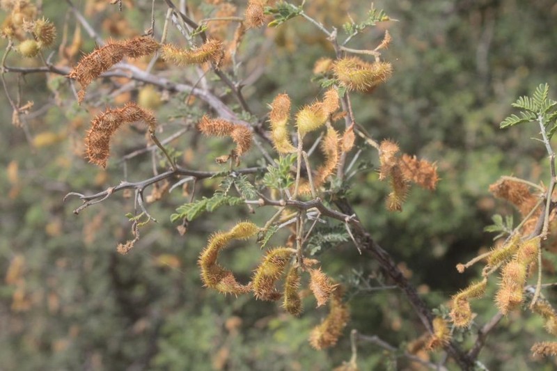 Mimosa similis photo 2