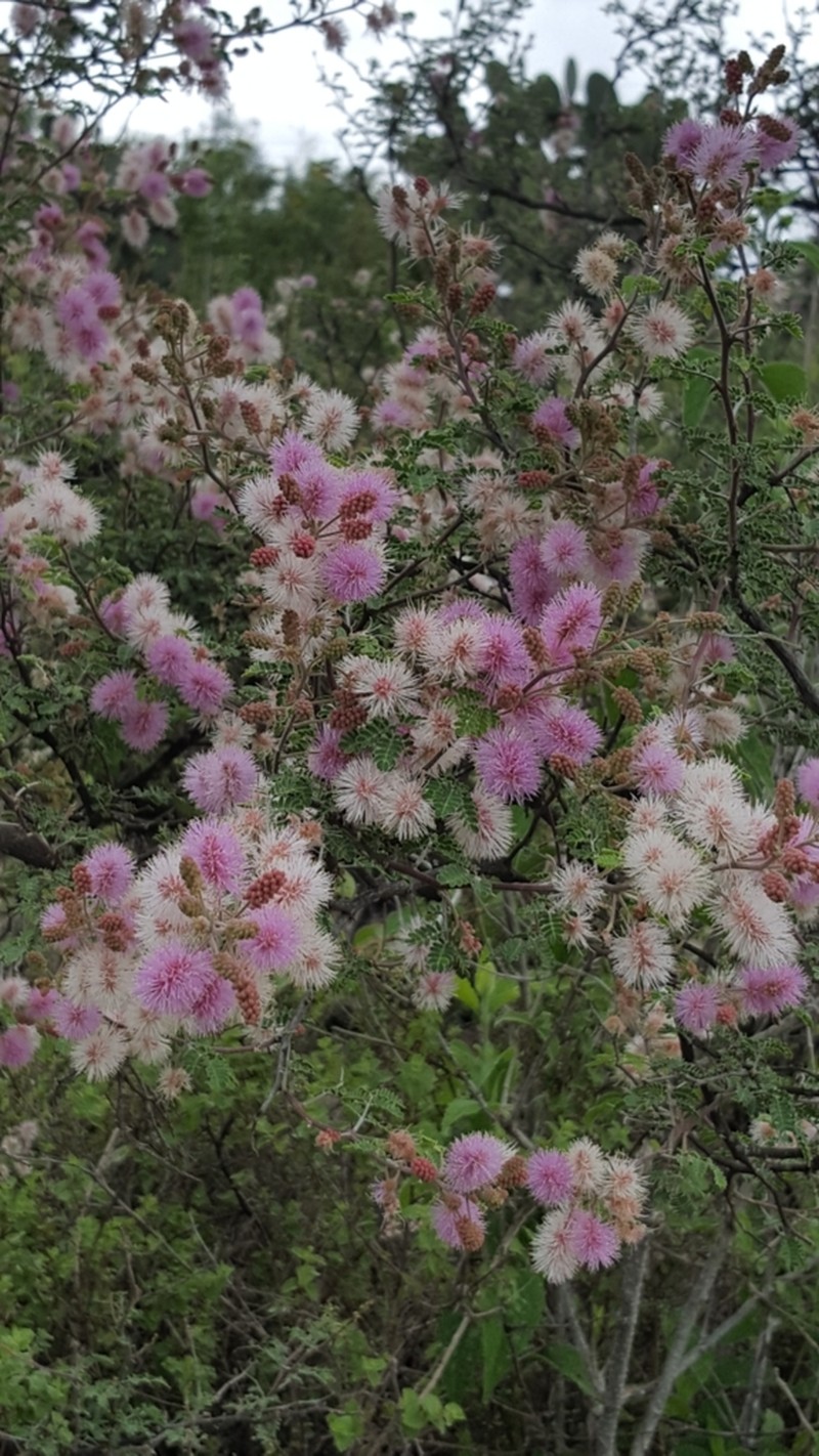 Mimosa similis photo 3