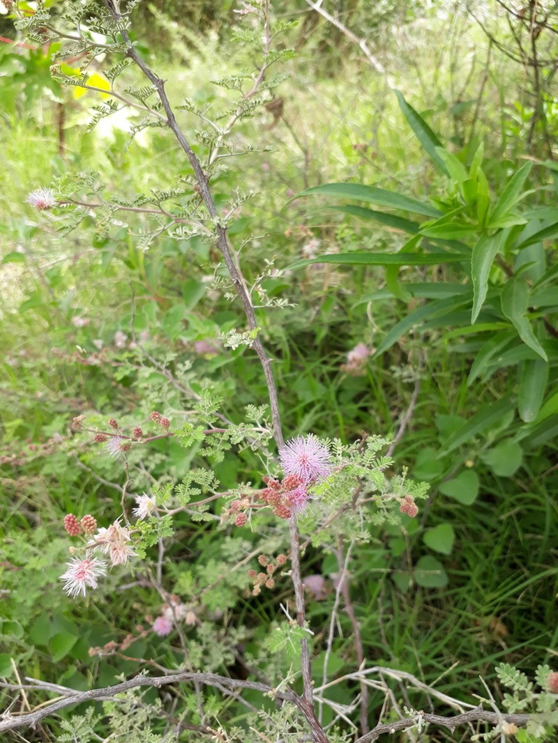 Mimosa similis photo 4
