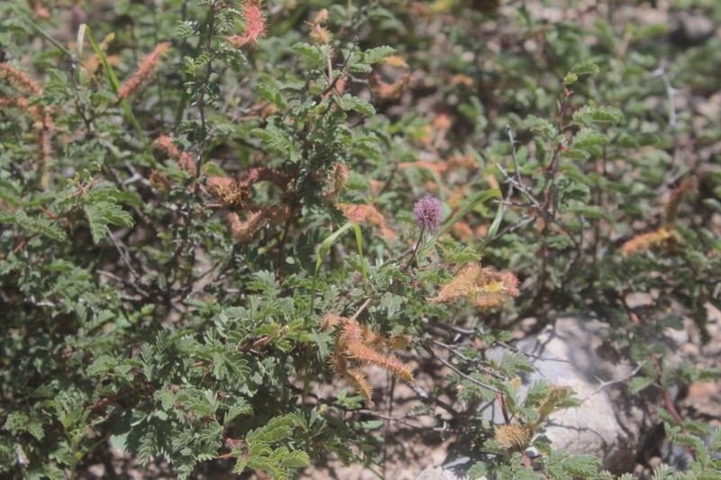Mimosa similis photo 5