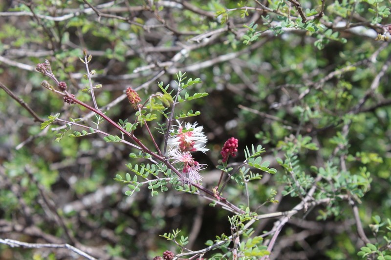 Mimosa similis photo 6
