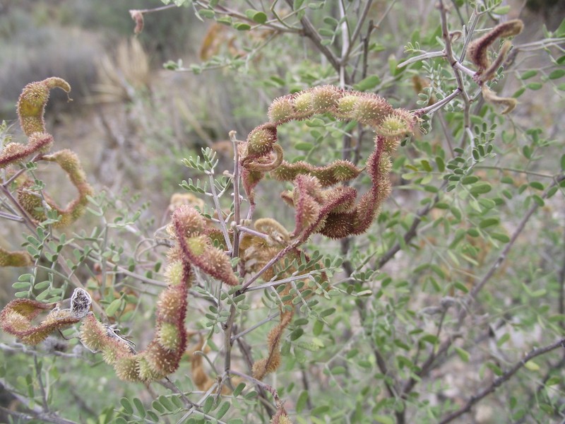 Mimosa similis photo 7