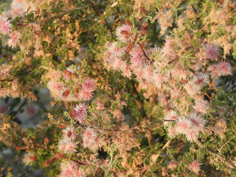 Mimosa similis photo 8