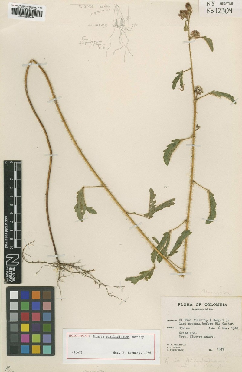 Mimosa simplicissima
