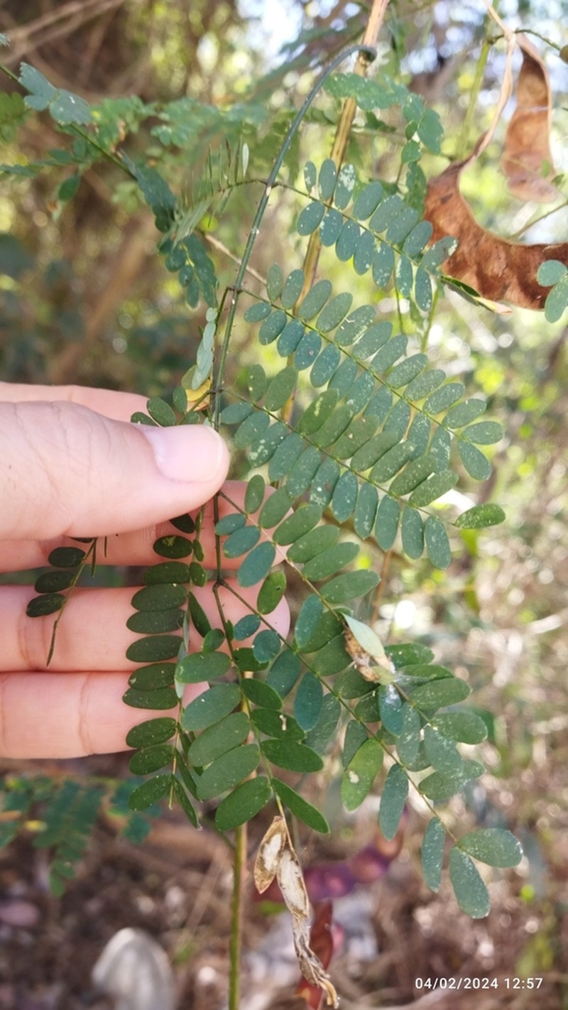 Mimosa sinaloensis