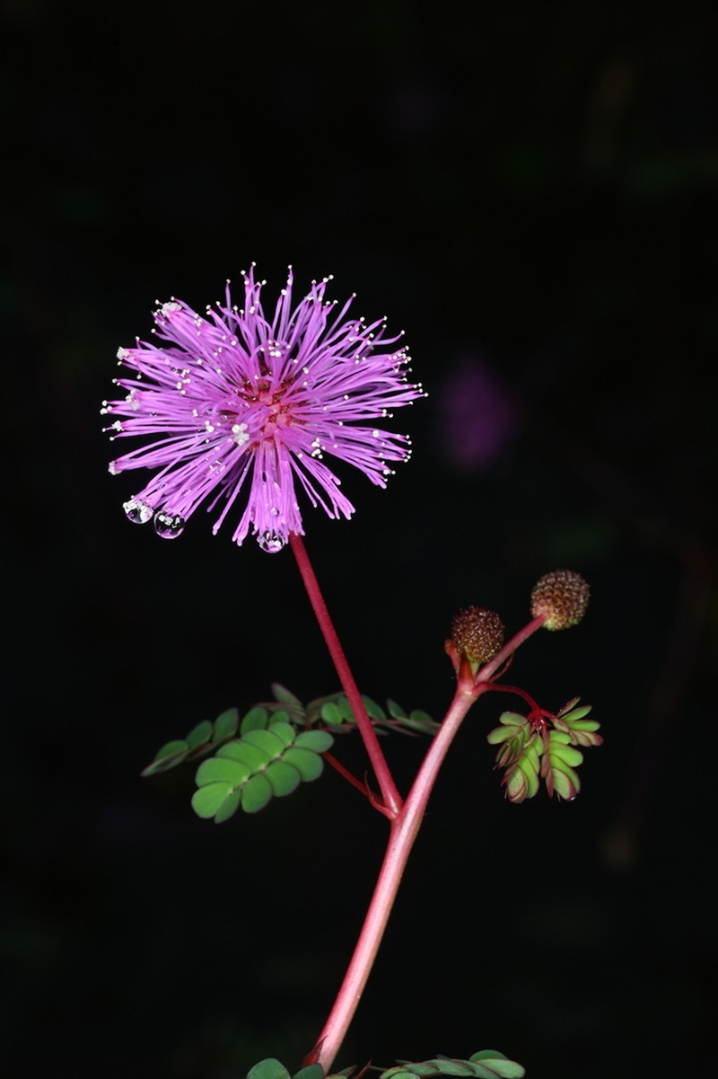 Mimosa skinneri