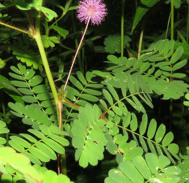 Mimosa skinneri photo 2