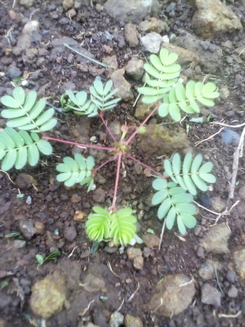 Mimosa skinneri photo 3