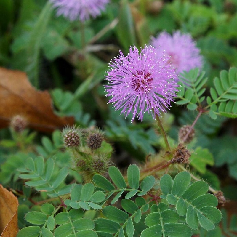 Mimosa skinneri photo 4