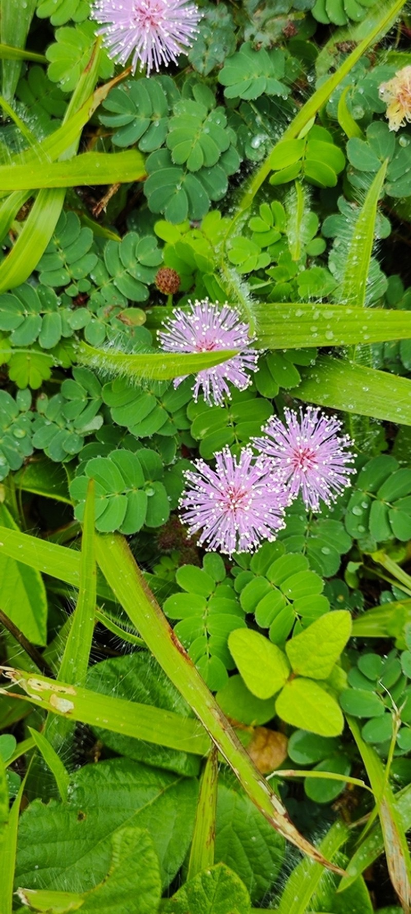 Mimosa skinneri photo 5