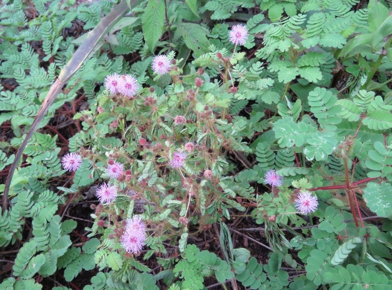 Mimosa skinneri photo 6