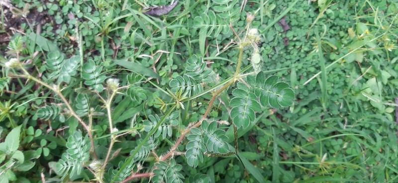 Mimosa skinneri photo 7