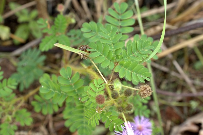 Mimosa skinneri photo 8