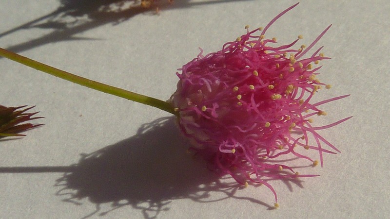 Mimosa somnians
