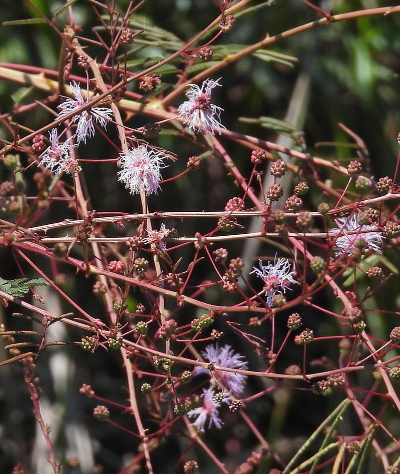Mimosa somnians photo 2