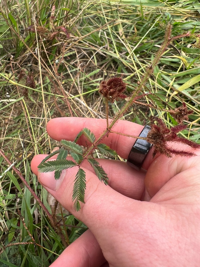 Mimosa somnians photo 3