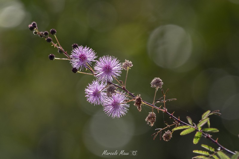 Mimosa somnians photo 4