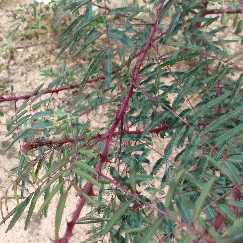 Mimosa somnians photo 5