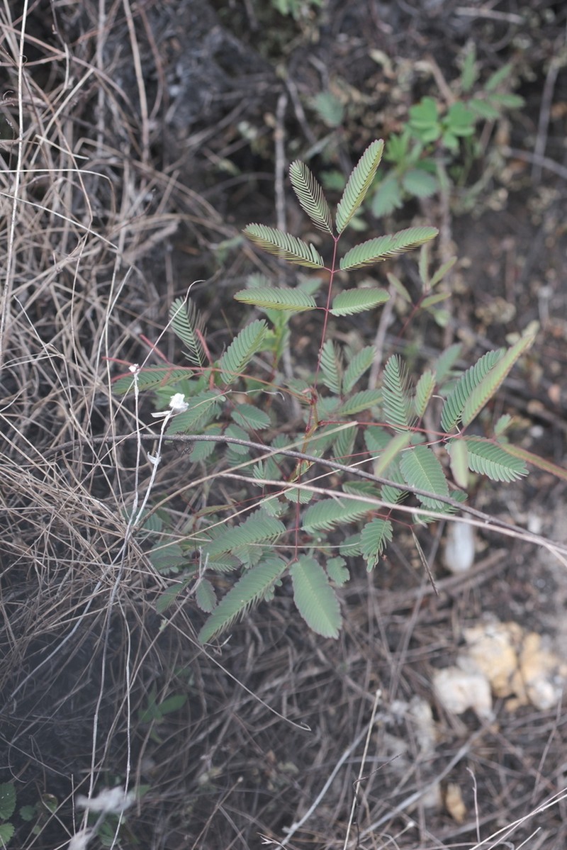 Mimosa somnians photo 6